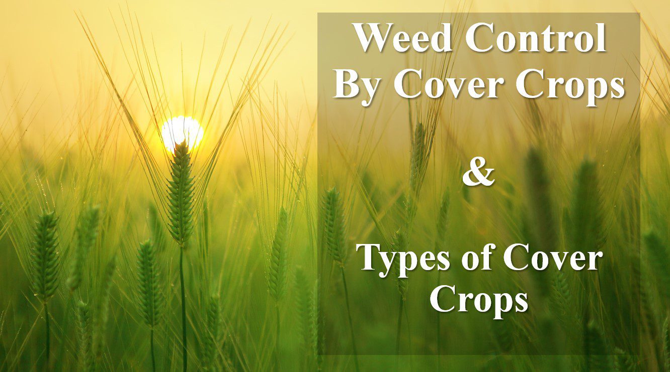 TYPES OF COVER CROPS