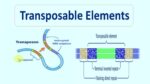 Transposable Elements