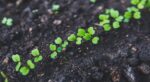 which soil is suitable for agriculture