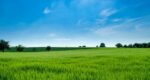 Which of The Following Is Not A Goal of Sustainable Agriculture?