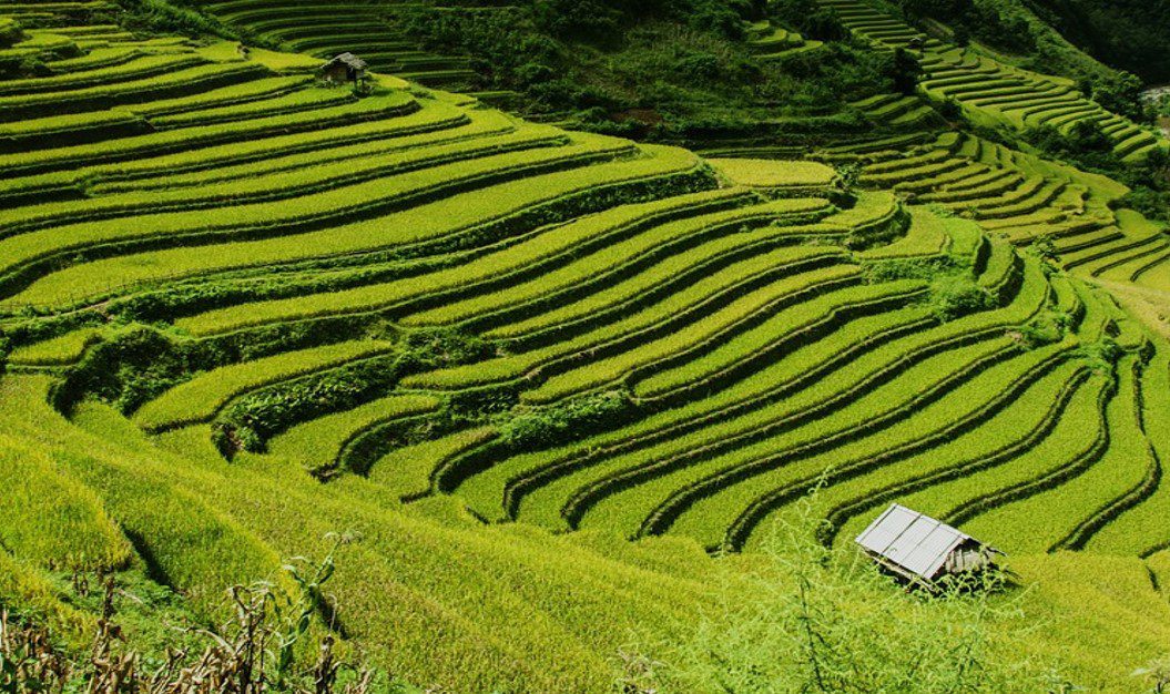 What is Terrace Farming? Advantages and Disadvantages of Terracing