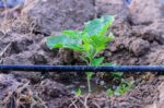 Drip Irrigation System