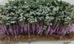 Red Cabbage Microgreens