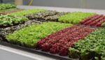 Microgreens