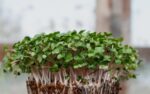 How To Grow Microgreens