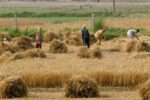 'Insufficient' Rs 12 Billion For Agriculture, Says Senate Committee