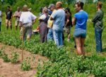 On Saturday, July 20, Carrington Will Host An Organic Plot Tour