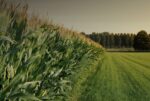 Take Part In The Pioneering Agriculture Strategy By Providing Your Feedback
