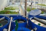 Advanced Monitoring Of Aquaponics