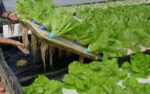 Aquaponic Plants
