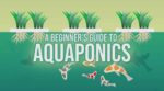 Aquaponics Guide