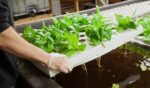 Aquaponics In Terms Of Escherichia Coli And Coliforms