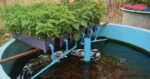 Aquaponics Is Gaining Popularity