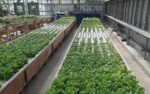 Aquaponics Microbiome and Bacterial Ecosystem