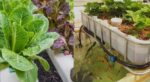Challenges in Scaling Aquaponics for Commercial And Urban Environments