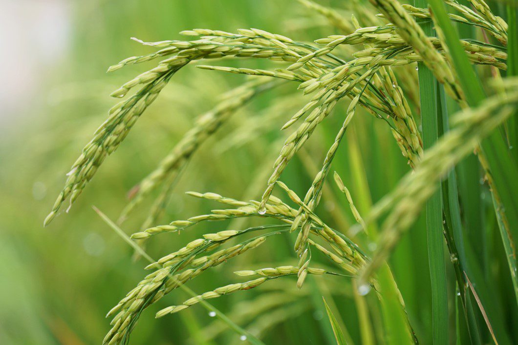 Despite Climate Change, Untapped Rice Varieties Might Sustain Crop Supplies