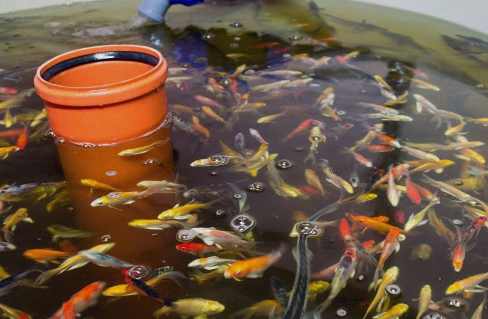 Five Native South American Fish Species Suitable For Aquaponics