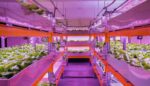 Food Safety And E Coli in Aquaponics