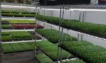 Future Food Crop Microgreens