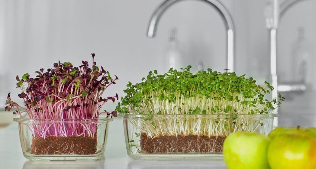 Grow Microgreens On Your Counter DIY Microgreen