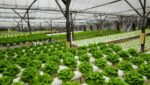 Growing Lettuce In Aquaponic System