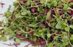 Growing microgreens for profit