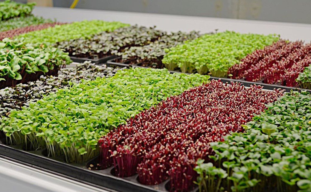 Market For Microgreens