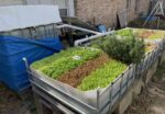 Integrated Pest And Disease Management System For Aquaponics