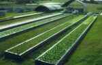 Intelligence Aquaponics Systems
