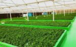 Local Decoupled Multi-loop Aquaponics