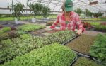 Profits From Microgreens