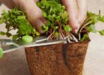 Microgreens Production Guide