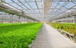 Malaysias Aquaponics Revolutionizes Farming