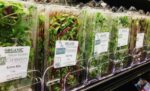 Microgreens A Profitable Investment