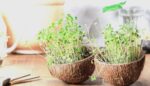 Microgreens In Coconut Shells