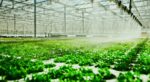 Organic Aquaponics in European Union