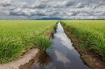 Pesticides Heavily Pollute Small Streams In Agricultural Ecosystems