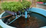 Reclaimed Water In Aquaponics