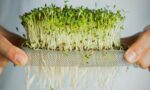 How Sprouts and Microgreens Could Revolutionize Nutrition