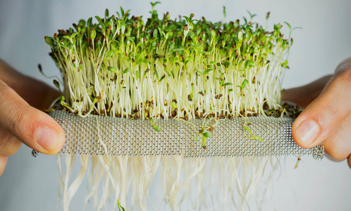 How Sprouts and Microgreens Could Revolutionize Nutrition