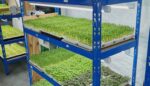 Sprouts vs. Microgreens Food Safety