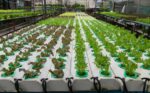 Stem Education Aquaponics