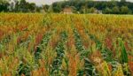 Susceptibility Of Corn Cousin ‘sorghum’ To Diseases Was Assessed By Field Tests In Pennsylvania