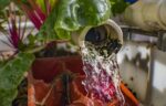 Tilapia Thrive In Aquaponics And Biofloc