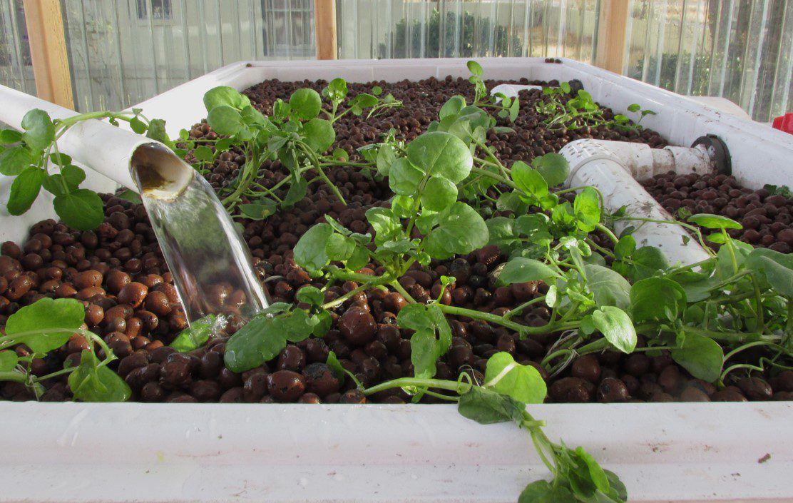Transformation Of Nitrogen Within Aquaponics