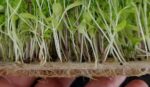 microgreen breeding ground for bacteria