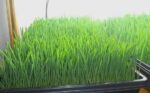 Barley Microgreen