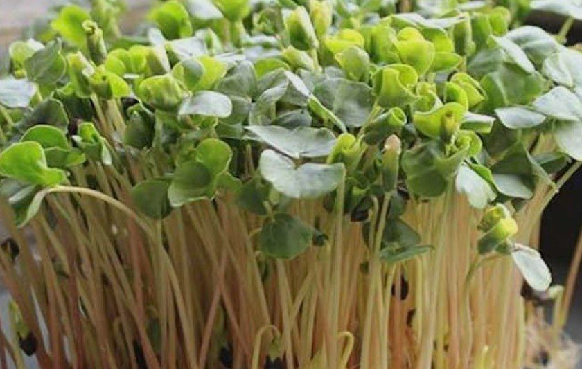 Buckwheat Microgreen