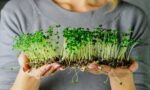 Global Microgreens Market Trends