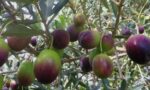KP Olive Farming